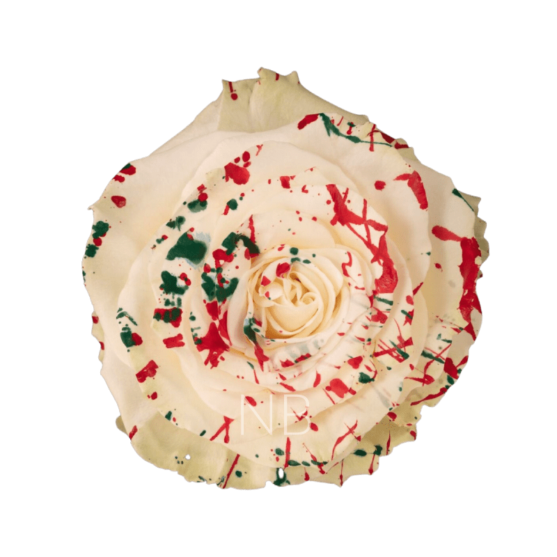 white mistletoe roses