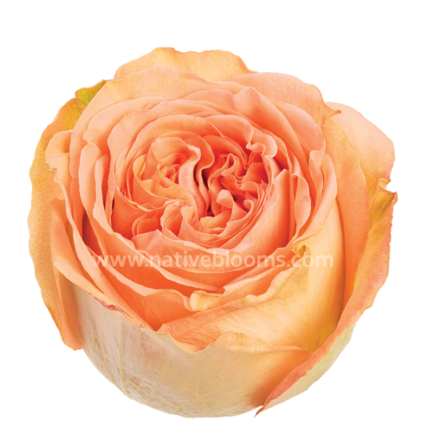 Country Home Roses | Wholesale Ecuadorian Roses | Native Blooms