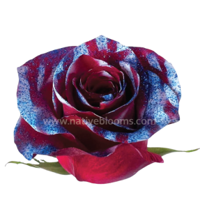 Red and Blue Tinted Rose