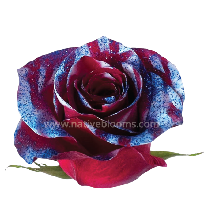 Red and Blue Tinted Rose