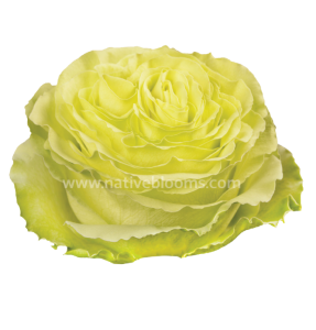 wasabi roses