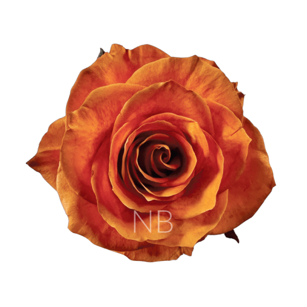 Autumn Fest Roses | Wholesale Ecuadorian Roses | Native Blooms