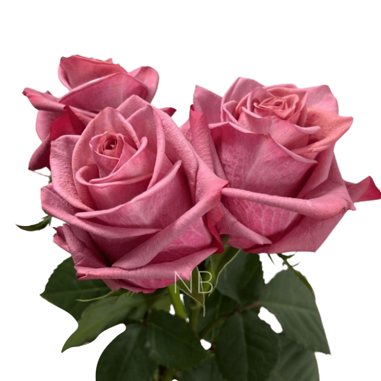 barista roses
