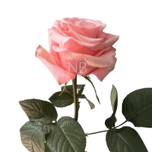 be sweet light pink rose