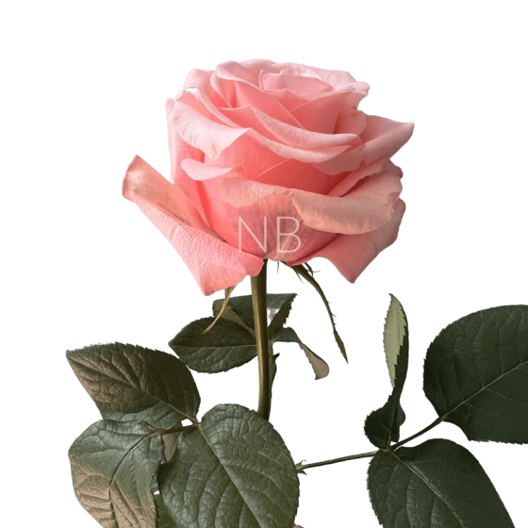 be sweet light pink rose