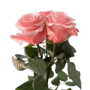 be sweet light pink roses