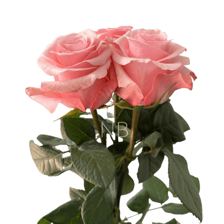 be sweet light pink roses