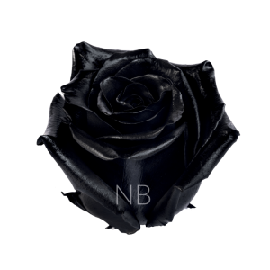 black rose