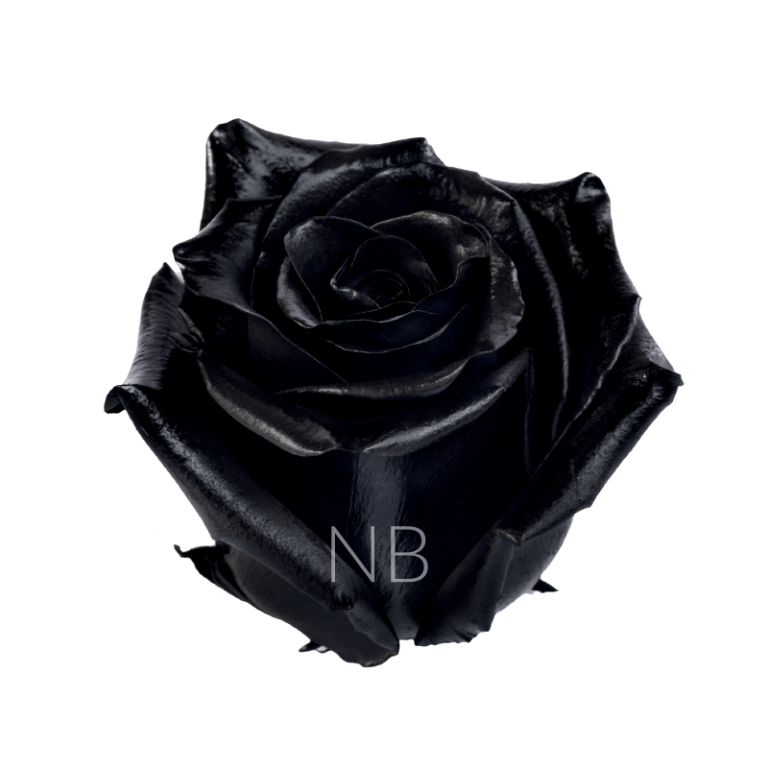 black rose