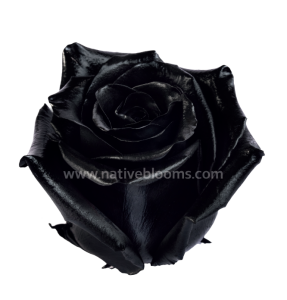 Black Roses