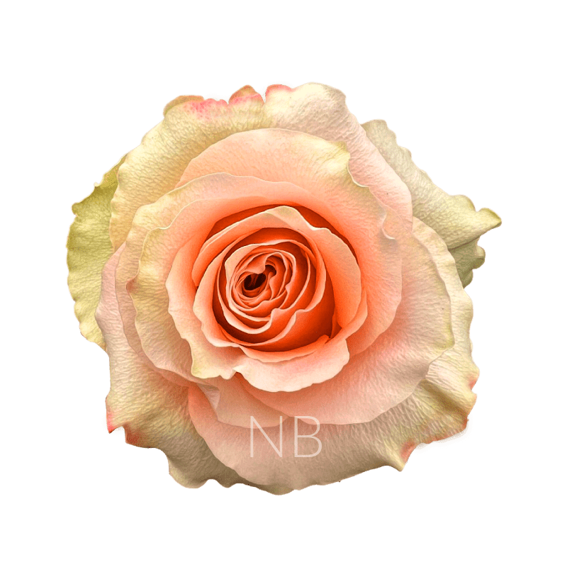 Peach Garden Roses - Carpe Diem