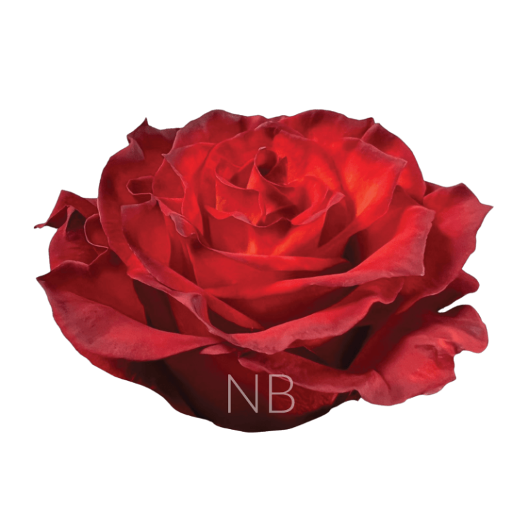 cranberry rose