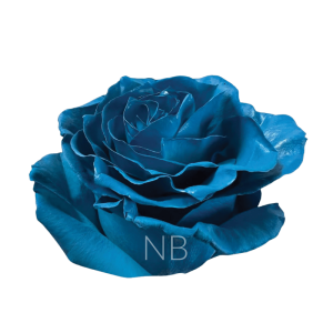 Light blue rose
