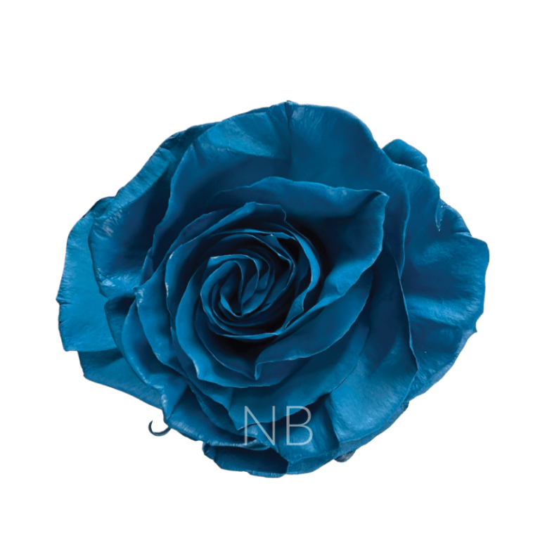 Light blue roses