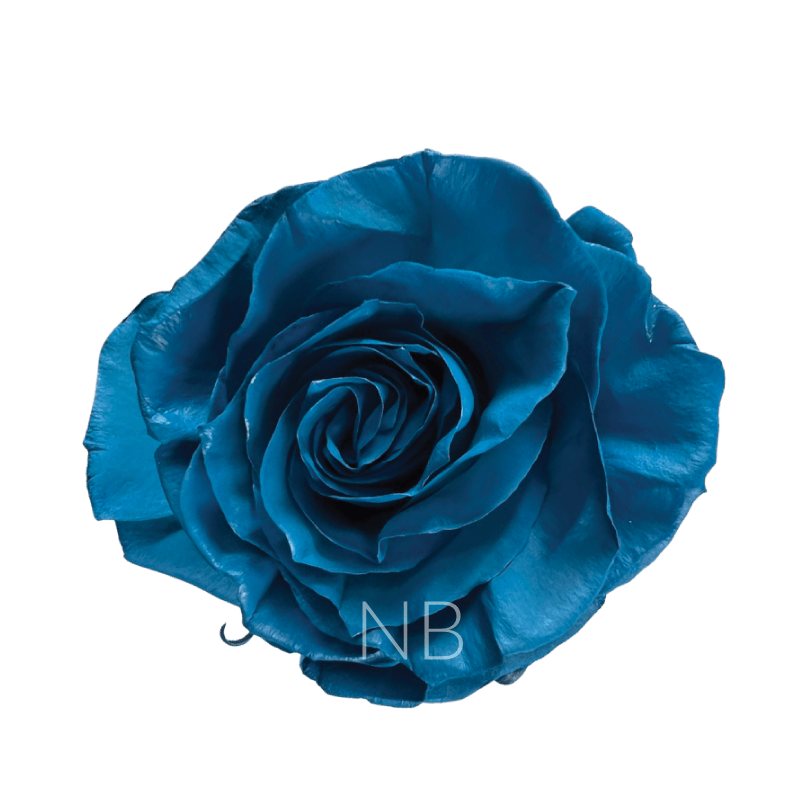 Light blue roses