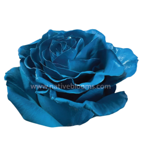 light blue tinted roses