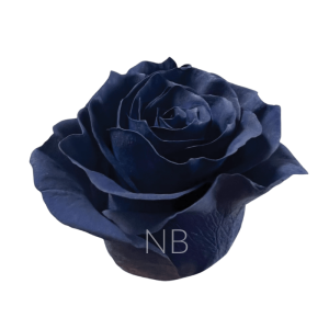 Navy blue roses