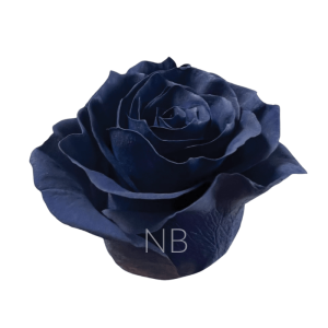 Navy blue roses