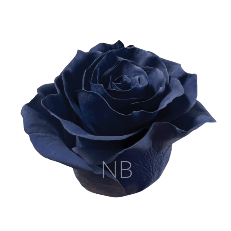 Navy blue roses