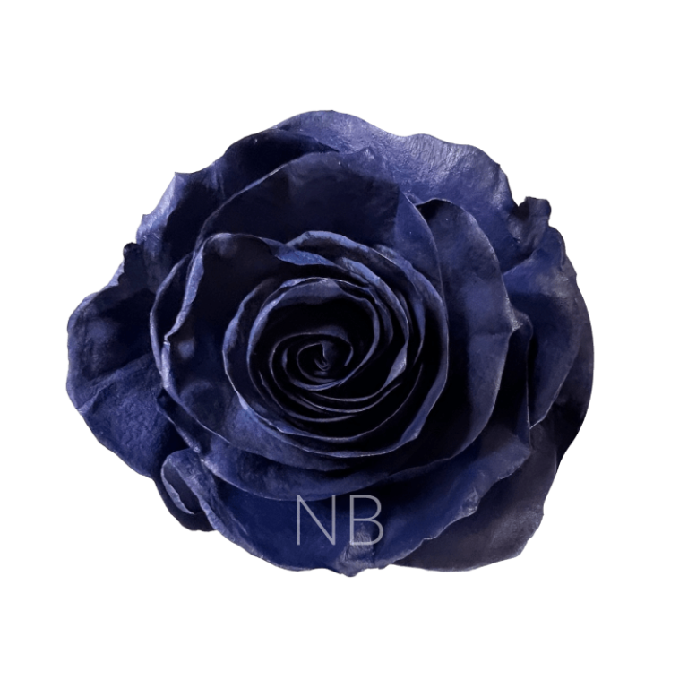 Navy blue roses