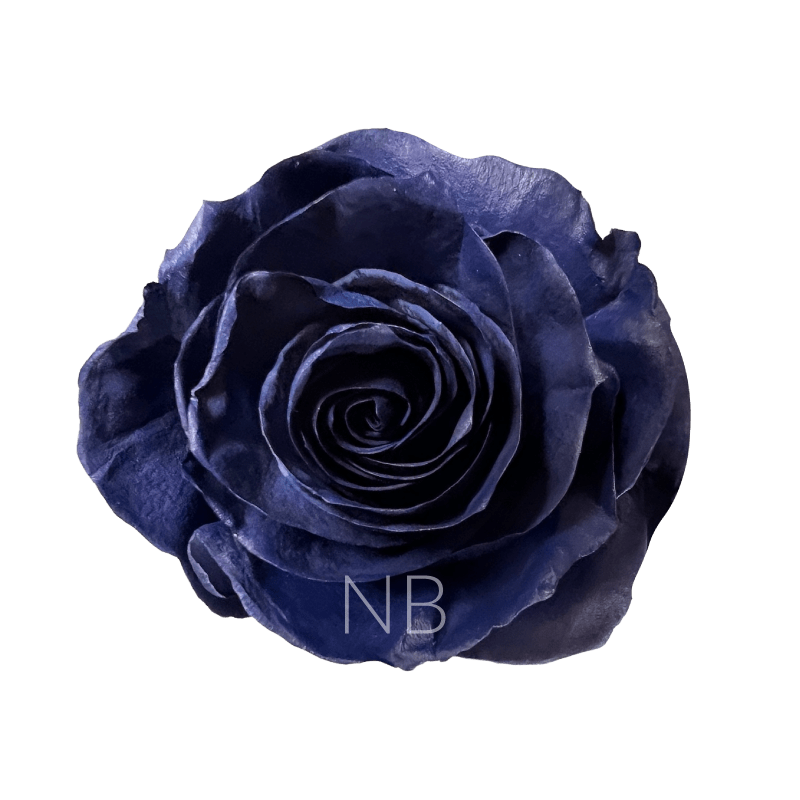 Navy blue roses