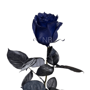 Navy blue roses