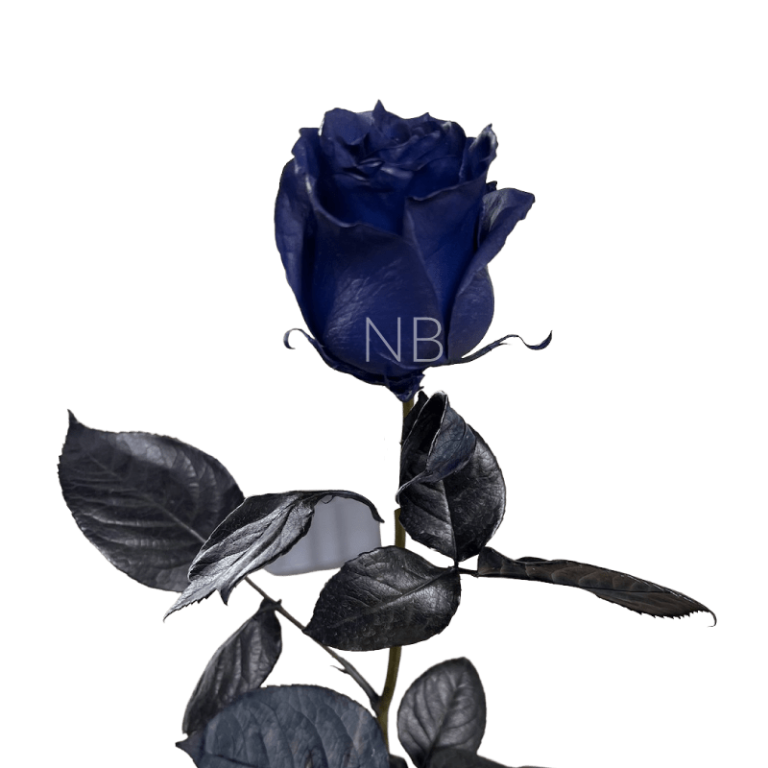 Navy blue roses