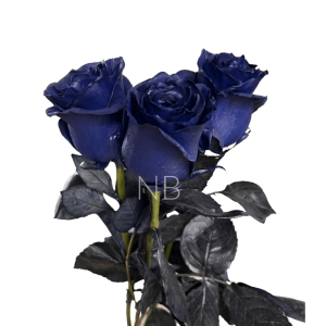 Navy blue rose