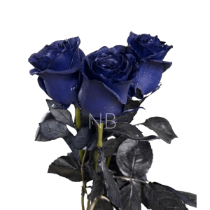 Navy blue rose