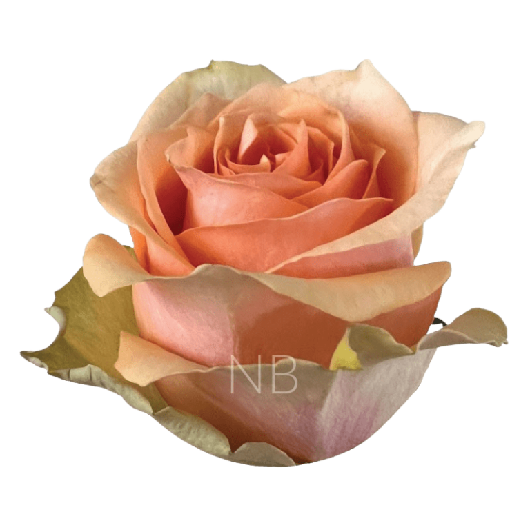 nectarine rose