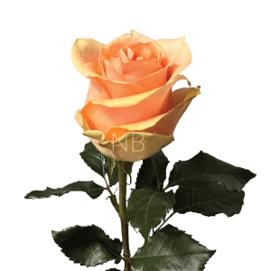 nectarine rose