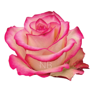 Paloma roses