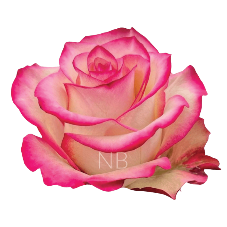 Paloma roses