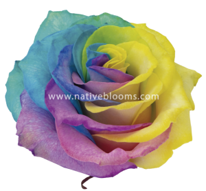 Pastel Rainbow Tinted Rose