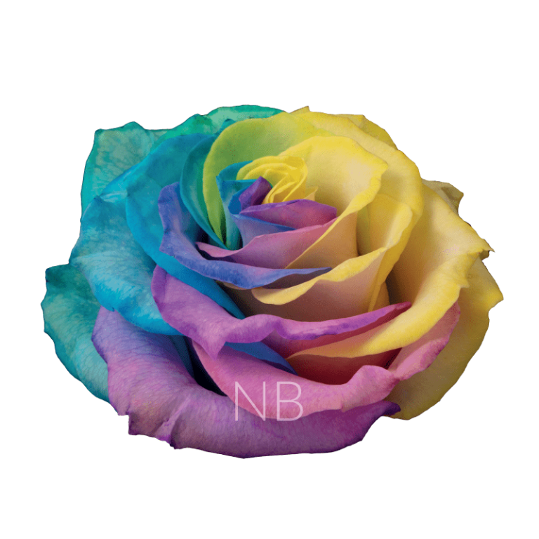 pastel rainbow rose