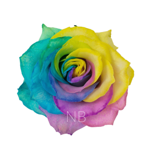 pastel rainbow roses