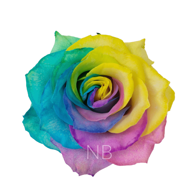 pastel rainbow roses
