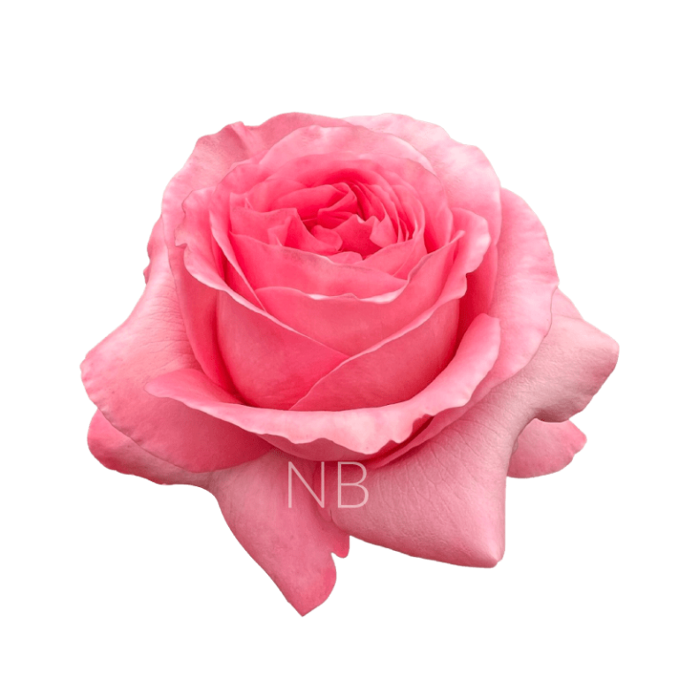 pink xpression rose