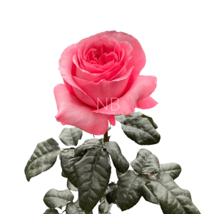pink xpression rose