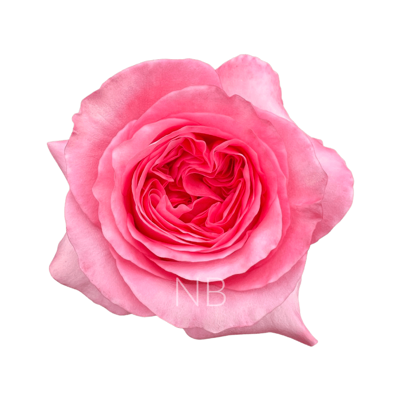 pink xpression roses