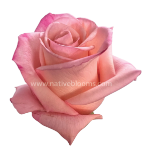Rhoslyn Roses