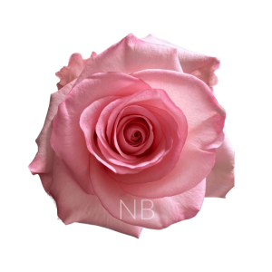 rhoslyn roses