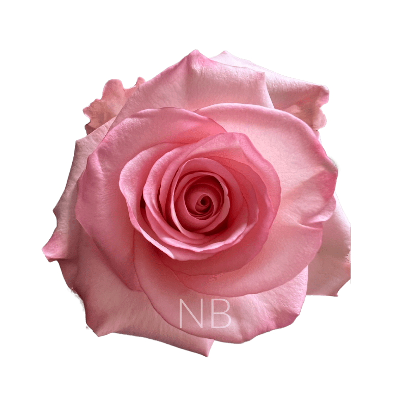 rhoslyn roses