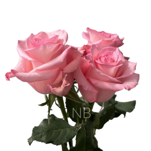 rhoslyn rose