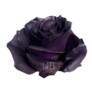 Royal purple roses