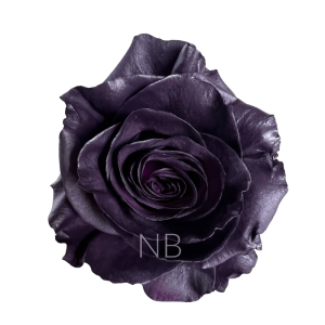 Royal purple roses