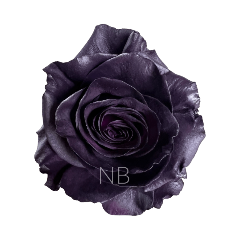 Royal purple roses