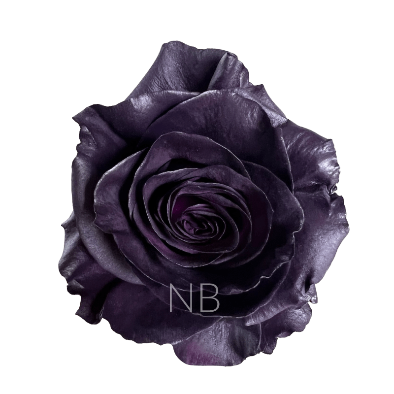 Royal purple roses