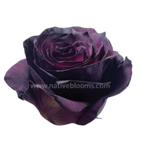 Royal Purple Tinted Rose