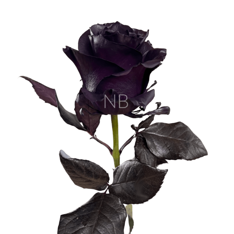Royal purple rose